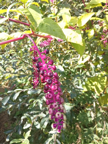 American pokeweed