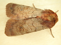 Sideridis rosea