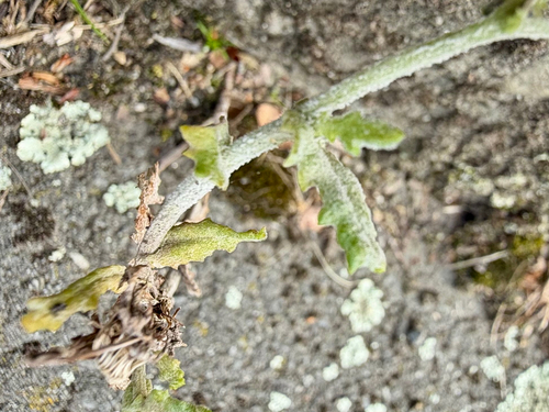 Senecio glomeratus, photograph 1