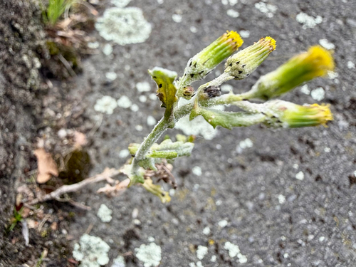 Senecio glomeratus