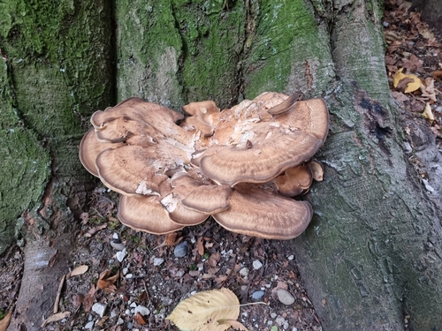 Giant Polypore
