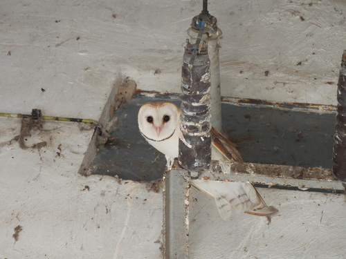 Western Barn Owl