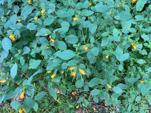 common jewelweed