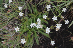 Alepidea serrata