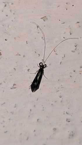 Mystacides azureus
