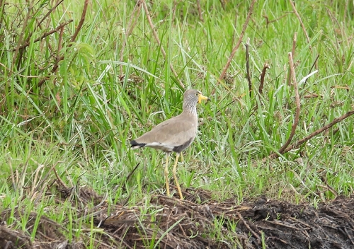 Wattled Lapwing