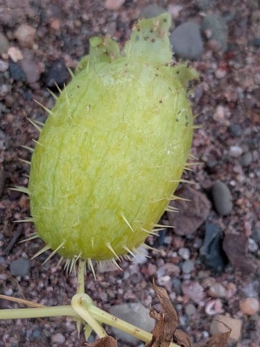 prickly cucumber