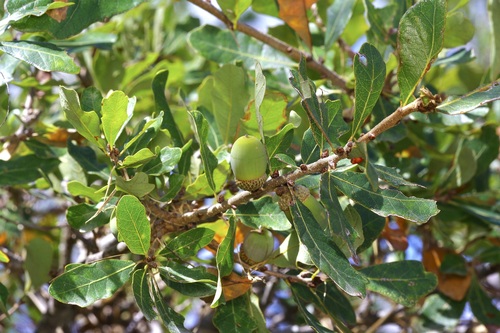 Quercus sinuata, photograph 4