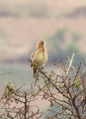 Fan-tailed Widowbird
