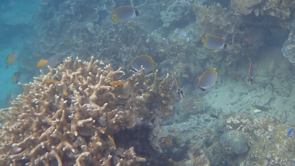 Bantayan Butterflyfish