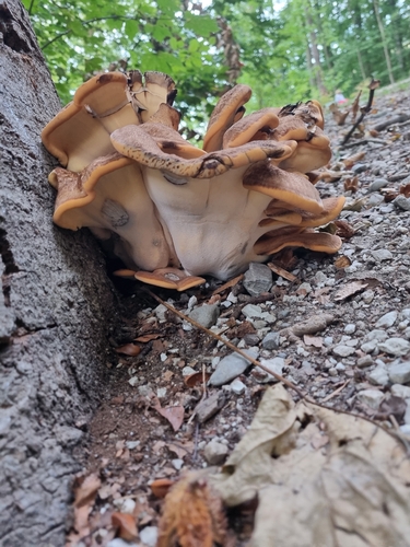 Giant Polypore