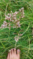 Limonium vulgare
