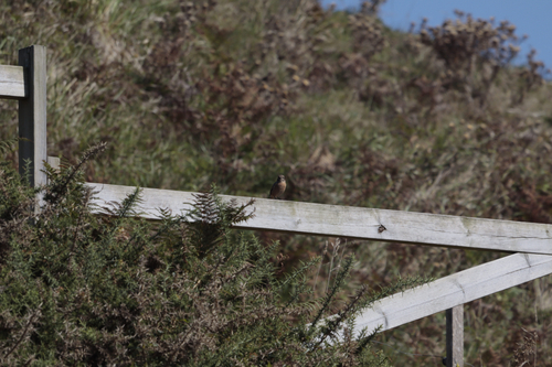 European Stonechat