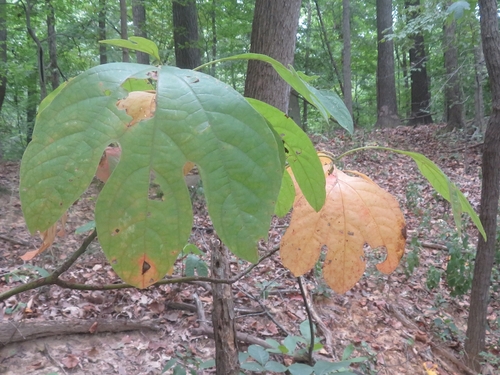 sassafras