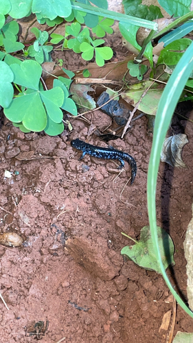 Blue-spotted Salamander