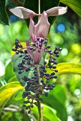 Medinilla magnifica