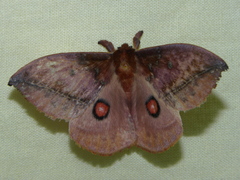 Gamelia abasia
