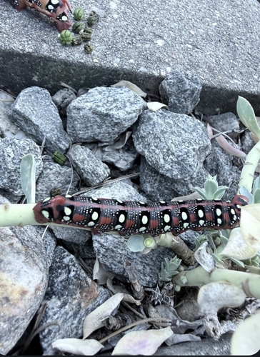 Leafy Spurge Hawkmoth