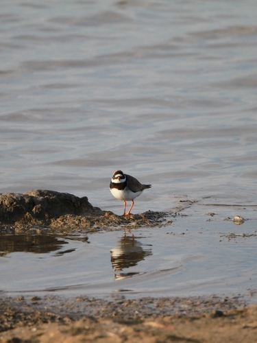Common Ringed Plover