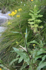Senecio conrathii