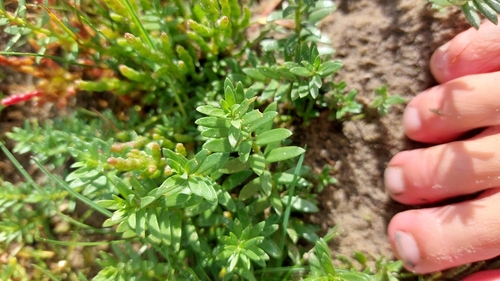 Lysimachia maritima, photograph 3