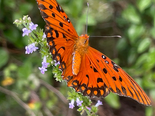 Gulf Fritillary