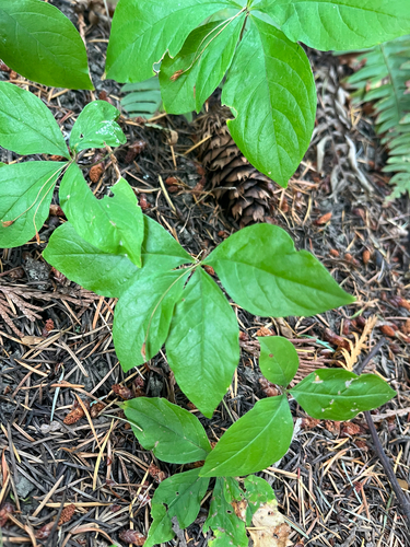 Lysimachia latifolia, photograph 6