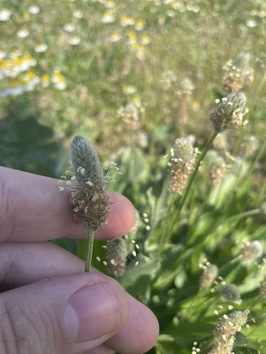 Plantago lagopus, photograph 1
