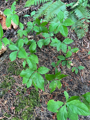 Lysimachia latifolia, photograph (c) Therese Phillips, some rights reserved (CC BY)