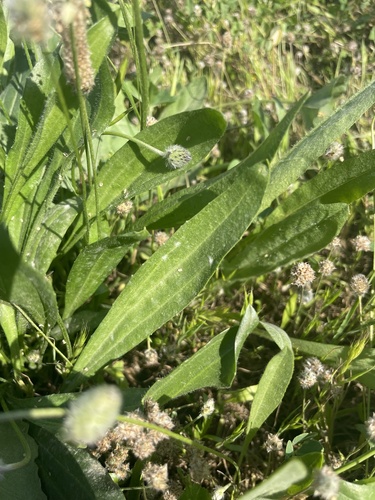 Plantago lagopus, photograph 2