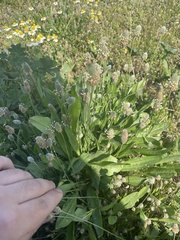 author not stated, no rights reserved Plantago lagopus, photograph author not stated, no rights reserved