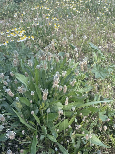 Plantago lagopus, photograph 4