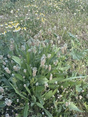 author not stated, no rights reserved Plantago lagopus, photograph author not stated, no rights reserved
