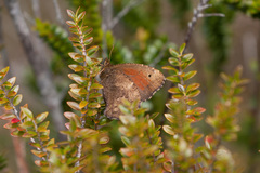Quilaphoetosus monachus valdiviae