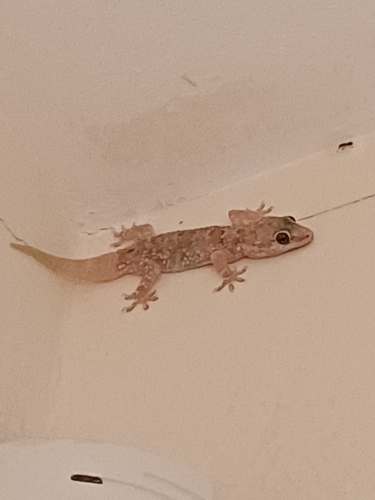 Mediterranean House Gecko