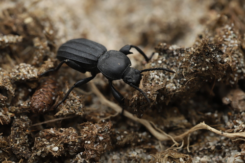 Scaurus striatus