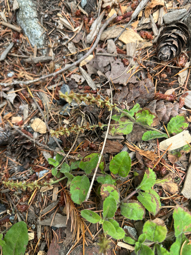 Veronica officinalis, photograph 2