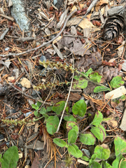 Veronica officinalis, photograph (c) Therese Phillips, some rights reserved (CC BY)