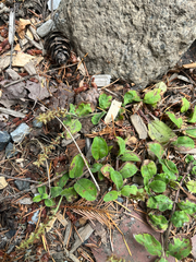 Veronica officinalis, photograph (c) Therese Phillips, some rights reserved (CC BY)
