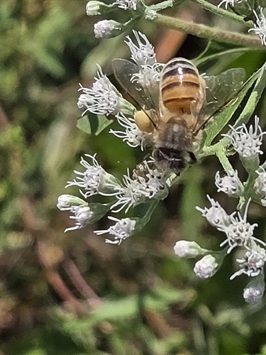 Western Honey Bee