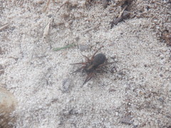 Trochosa sepulchralis