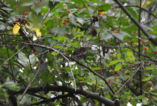 Swainson's Thrush