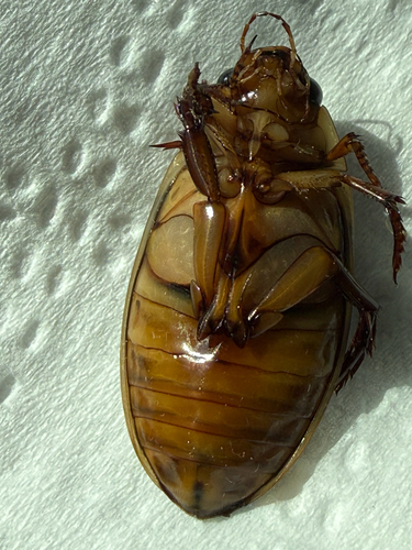 Dytiscus cordieri