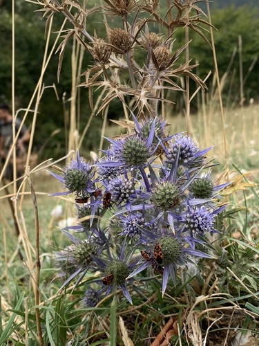 Eryngium amethystinum, photograph 3