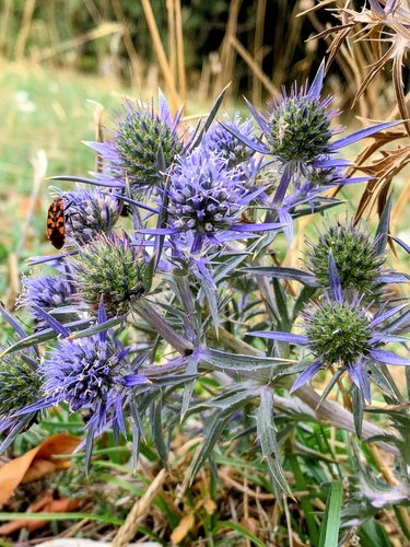 Eryngium amethystinum, photograph 4
