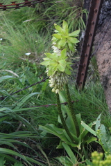 Eucomis bicolor