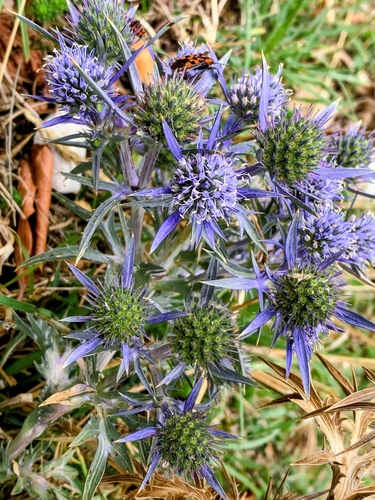 Eryngium amethystinum, photograph 5