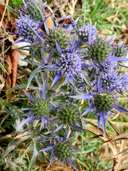(c) Manuela Fiorini, some rights reserved (CC BY) Eryngium amethystinum, photograph (c) Manuela Fiorini, some rights reserved (CC BY)