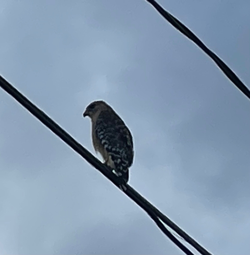 Red-shouldered Hawk
