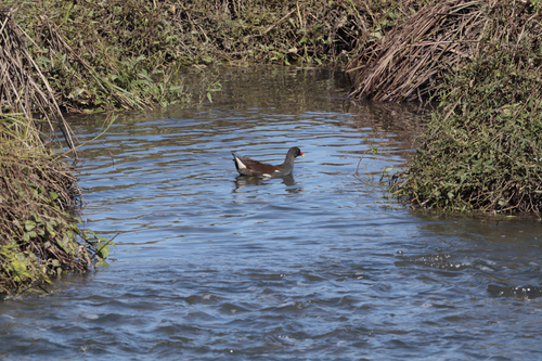Eurasian Moorhen